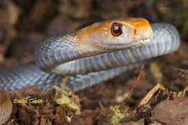 Top 10 Most Poisonous Snake We Wouldn T Want To Mess With Snake Venom Snake Poisonous Snakes