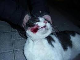 Kedi Ve Kopekleri Zehirleyip Oldurduler