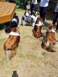 Low cost pet euthanasia providers you need to know. Low Cost In Home Pet Euthanasia Near Me The Y Guide