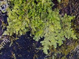 Image result for Obetia radula