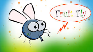 Use light skewers and curves to draw the outline of the wing fly fly. How To Draw Fruit Fly Cartoon Step By Step Fruit Fly Cartoon Drawing Youtube