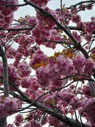 Image result for Prunus serrulata