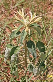 Image result for Croton triqueter