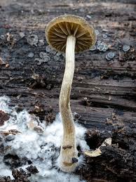 Image result for Centema subfusca