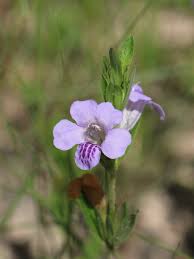 Image result for Dyschoriste multicaulis