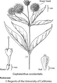Image result for Cephalanthus