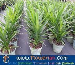 Buah daun pandan berbentuk bulat dengan permukaan bergerigi serta memiliki duri halus. Cara Tanam Pokok Pandan Dlm Pasu Cay Cá»'i Cay La Cay