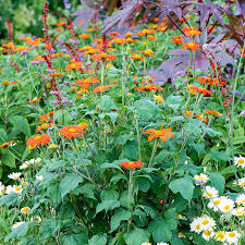 Image result for Tithonia