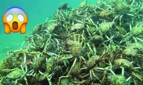 Sebenarnya, diatom ini adalah sejenis hidupan laut juga. Terlihat Bukit Kecil Yang Bergerak Di Dasar Laut Para Penyelam Terkejut Tidak Sangka Rupa Rupanya Ini Dia Hidupan Misteri Tersebut Steemit