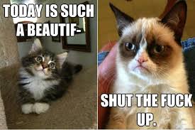 Grumpy cat meme pictures humor funny cats wallpaper. Download Funny Cat Meme Wallpaper Png Gif Base