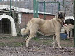 Kangal Turk Turkiye Nin Kangali Kangal Kopegi Turkler