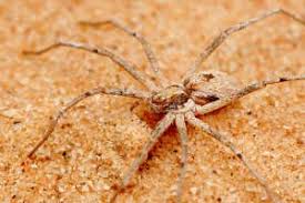 Black widows thrive in temperate climates, so they are most common in the south the black widow is famous for its name, given because the female spiders are known to kill and eat males sometimes after mating. Zoologger Female Spider Kills Male To Attract A Mate New Scientist