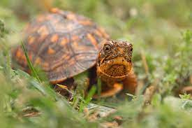 Curious Baby Box Turtle Photograph By Kristia Adams