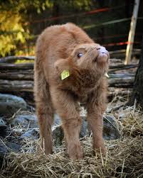 To miniature cattle breeds for small modern homesteading farm. Baby Scottish Cow Shefalitayal