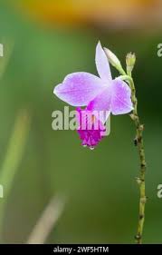 Image result for Thunbergia graminifolia