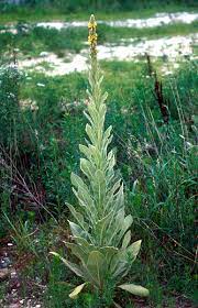 Common Mullein (Rutgers NJAES)