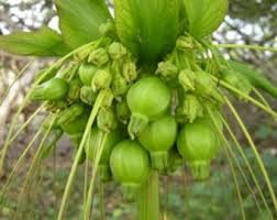 Image result for Tacca leontopetaloides