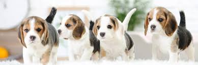 Most dogs bounce back from depression within a few days to a few months with just a little extra tlc, said ciribassi. 11 Best Miniature Dog Breeds For Therapy Therapy Pet