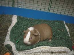 Get the best price and selection of guinea pig food & supplies at pet supplies plus. Guinea Pig Accessories