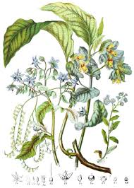 Image result for Boraginaceae