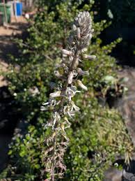 Image result for Drimia calcarata