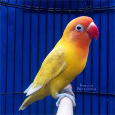 Agapornis Fischeri Pastel Yellow Pajaros