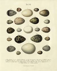 Vintage Bird Eggs Art Print Nature Print Home Decor Wall Art Natural  History Victorian Art Old Prints Antique Prints Bird Art Print Poster