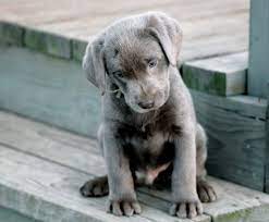 Males usually measure 22.5 to 24.5 inches at the shoulder, females about 1 inch less. Pin On Cute Things