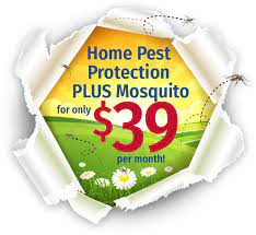 The all american pest control edge. All American Pest Control Local Pest Pros Serving Nashville Middle Tn