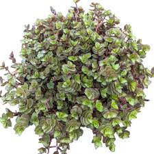 Image result for Callisia