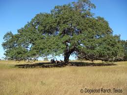 General information about live oaks live oak trees product sweet edible acorns that turkeys, ducks, jays, quail, deer and other animals like to feed on. Speaking From The Ranch Mighty Live Oak Trees