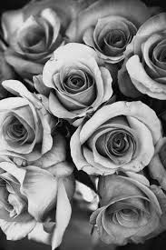 Black And White Rose Background 