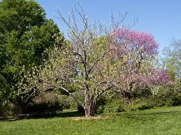 Emarginata wild dilly marshallia graminifolia grassleaf barbara's buttons Magnolia Tripetala Umbrella Tree Go Botany
