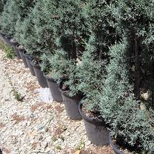 Helezon Mavi Servi Cupressus Arizonica Glauca Agac Agaccik Agac Peyzaj Duzenlemesi Peyzaj