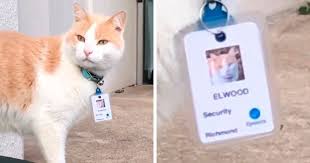 Cat Hangs Around A Hospital For A Year Ends Up Getting Hired As A Security Cat In 2020 Cats Security Guard Jobs Elwood