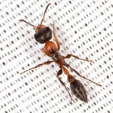 Image result for Aptosimum elongatum