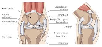 Funktion der kollateralbänder am knie. Meniskus Was Tun Wenn Das Knie Schmerzt Ksb Blog