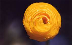 Ranunculus Buttercup Flower Ranunculus Flowers Persian Buttercup