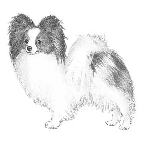 Papillon Dog Breed Information