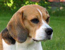 Beagles Photo Ashley Beagle Dog Breed Beagle Dog Dog Breeds