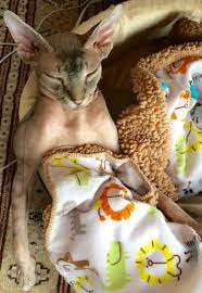 Ohhh Yeah Seriously You Got The Respect Your Sphynx King When He Is Sleeping Lol Mrwilsonthesphynxcat I Am Way To To Devon Rex Cats Rex Cat Hairless Cat