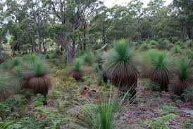 Image result for Xanthorrhoea australis