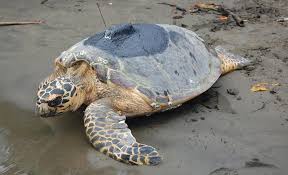 They are known for their beautiful brown shell, mottled with dark and light spots and streaks, which was once commonly used to make tortoiseshell jewelry. Hawksbill Sea Turtle