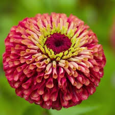Rare zinnia queen red lime half hardy annual flower 5 seeds uk seller. Zinnia Elegans Queen Red Lime