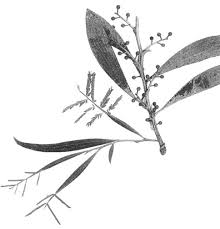 Image result for Acacia melanoxylon