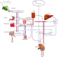Maybe you would like to learn more about one of these? Metabolic And Biotransformation Effects On Dietary Glucosinolates Their Bioavailability Catabolism And Biological Effects In Different Organisms Sciencedirect