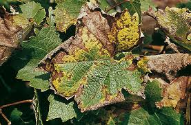 Image result for Uncinula necator