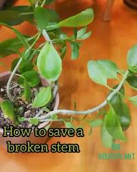Wrap the tape around the broken stem, making sure it fully covers its original base. Mr Houseplant How To Save A Broken Stem A Stem On My