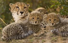 Image result for female cheetah and cub