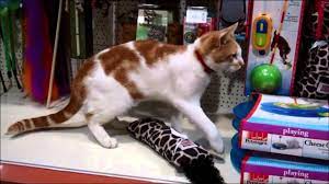 Our delivery is fast and convenient. Stray Cat Is Regular Visitor To Pet Shop Youtube